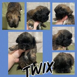 Twix - Fawn sable male Pekingese puppy in Clinton, Tennessee from Gracelands Pekingese