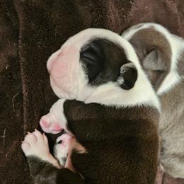 Jack Frost - Black tri-color male Bulldog puppy in Callao, Virginia from Northern Neck Bulldogs