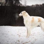 Salukis and Whippets from Falconeer Kennels