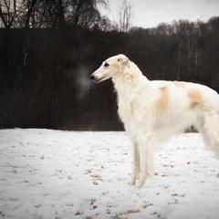 Salukis and Whippets from Falconeer Kennels