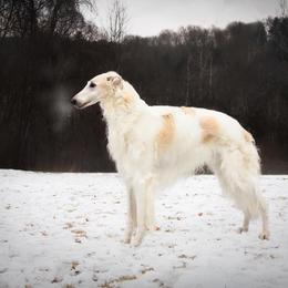Salukis and Whippets from Falconeer Kennels