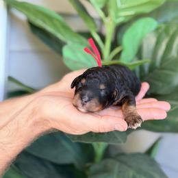 Red - Phantom male Bernedoodle puppy in Charleston, South Carolina from Palm Belle Doodles