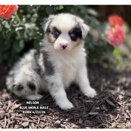 Nelson - Blue merle male Australian Shepherd puppy in Bethany, Connecticut from Wynter Thyme Manor Australian shepherds