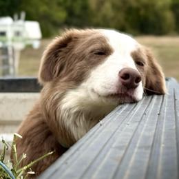 Scarlett - Border Collie