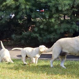 Labrador Retriever Puppies from Gabriel Ben-Yosef
