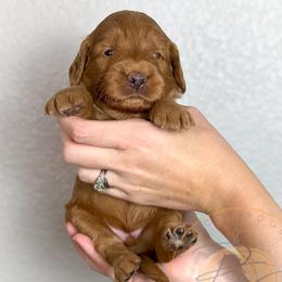 Colby - Red  male Goldendoodle puppy in Murrieta, California from Apricot Poodles & Goldendoodles, LLC
