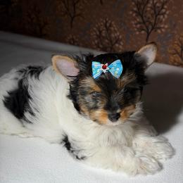 Willow  -  AKC small 3750 - Black tan and white female Biewer Terrier puppy in Douglas, Georgia from Heartland small breeds