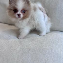 Saki - Lavender male Pomeranian puppy in Canandaigua, New York from Fingerlakes Pomeranians
