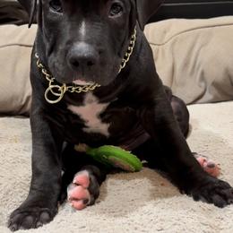 American Bully Puppies from TEXAS BULLY FAMILY