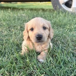 Blaze - Cream male Dachshund puppy in Hawley, Texas from Little e Dachshunds