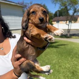 Lola - Sable female Dachshund puppy in Moreno Valley, California from rdachshunds