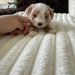 Cupid  reserved for Lisa - Apricot male Maltipoo puppy in Fredericktown, Missouri from Doodle Pups Fur-Ever