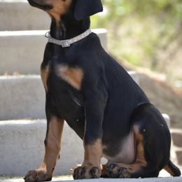 Doberman Pinscher Puppies from Obsidian Kennels