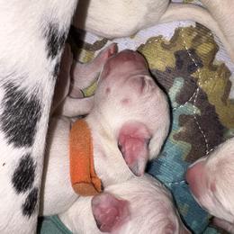 Tilly - White and black female Dalmatian puppy in Des Moines, Iowa from Spot Splattered Dalmatians