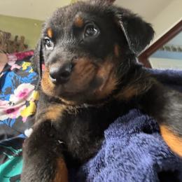 Baby girl - Black and rust female Beauceron puppy in Patten, Maine from Beaucerons De La Valle Katahdin