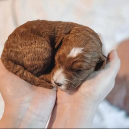 Strider - Red  male Goldendoodle puppy in Austin, Texas from Cedarcrest Goldendoodles