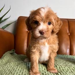Sweetie - Apricot female Goldendoodle puppy in Ottawa, Ohio from Simply Beautiful Goldendoodles