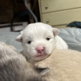 Will - White male Pomsky puppy in Oak Harbor, Washington from Island Pomskies