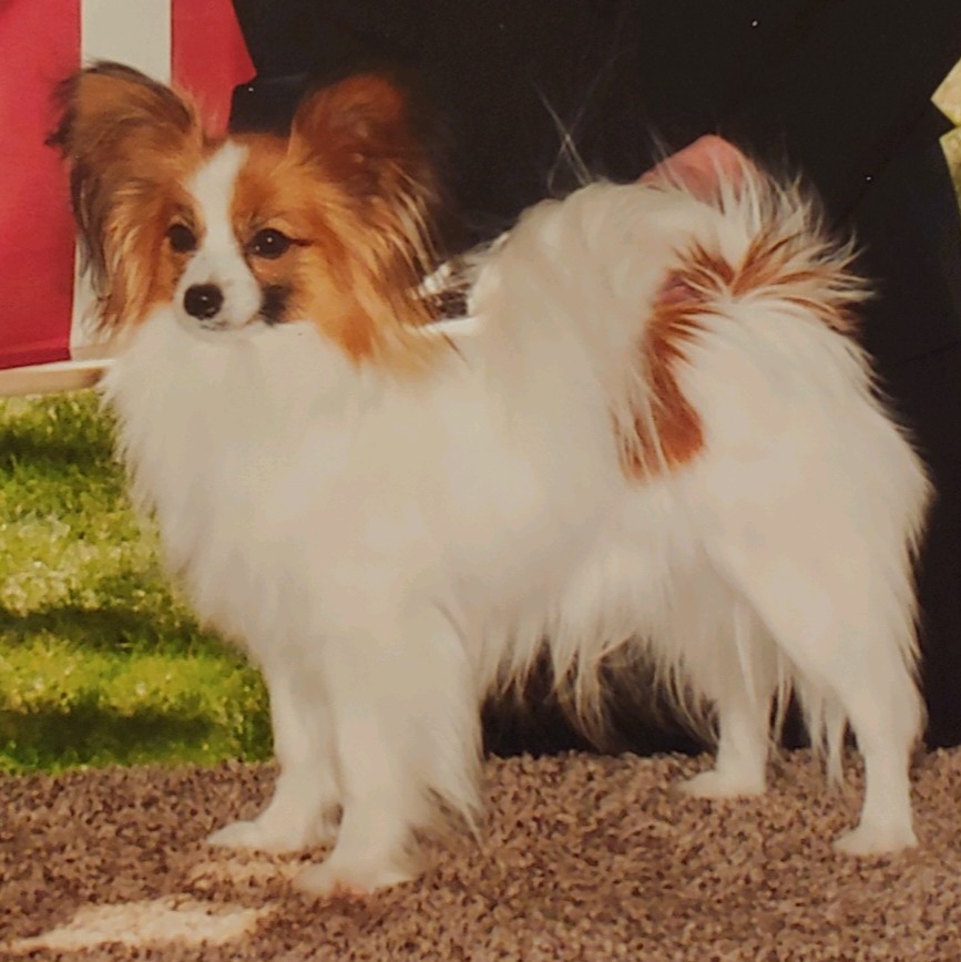 Sonny - Papillon