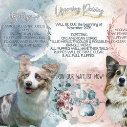 Pembroke Welsh Corgi puppies from McGraw's Paws 🐾