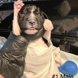 One - White and black male Newfoundland puppy in Tully, New York from Bear Paw Newfoundlands