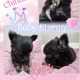 Stormy - Blue and white female Chihuahua puppy in North Dakota from American Dream Chihuahua’s