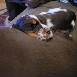 English Springer Spaniel Puppies from Sara's English Springer Spaniels