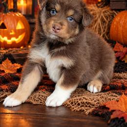Mars - Red tri-color male Australian Shepherd puppy in Fultonville, New York from Sandy Aussies, Mini Dachshunds & Pomeranians