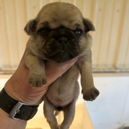 Fawn girl - Fawn female Pug puppy in Norborne, Missouri from Pug Palace