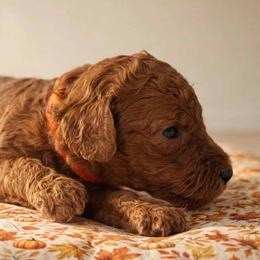 Girl 1 - Red  female Poodle puppy in Mc Henry, Illinois from Sunset Maple Poodles