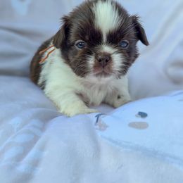 Theodore Roosevelt - Orange Collar - Liver and white male Shih Tzu puppy in Troy, Ohio from Oodles of Doodles