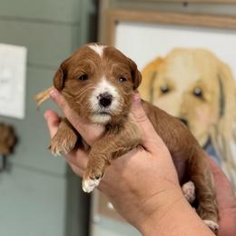 Miranda - Red  female Goldendoodle puppy in Wharton, Texas from Little Fur Friends