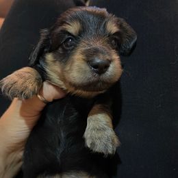 Greta - Black and cream female Dachshund puppy in Rogue River, Oregon from Bear Feet Dachshunds