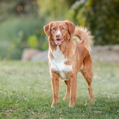 Nova Scotia Duck Tolling Retrievers from Temperis Tollers