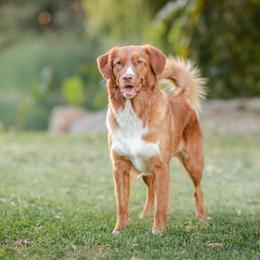 Nova Scotia Duck Tolling Retrievers from Temperis Tollers