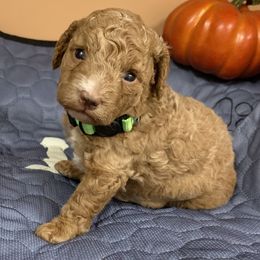 Green girl - Cream female Poodle puppy in Nacogdoches, Texas from BA Mini Poodles