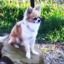 Louie  - Chihuahua