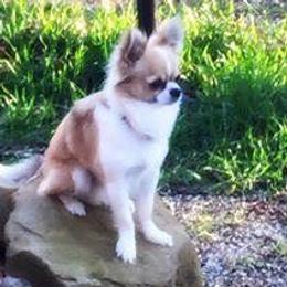 Louie  - Chihuahua