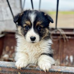 Freddy - White and black male Pembroke Welsh Corgi puppy in Jackson, Idaho from Mendoza Welsh Corgi’s