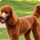 Reba