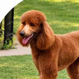 Reba - Poodle