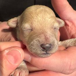 Daisy - Apricot female Maltipoo puppy in Alexander, Arkansas from Durham's Designer Poos