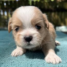 Boy 1 - Gold and white male Shih Tzu puppy in Mobile, Alabama from FluffyTail Shih Tzu