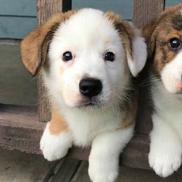 Cardigan Welsh Corgi Puppies from Stornoway Cardigan Welsh Corgis