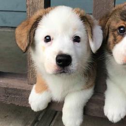 Cardigan Welsh Corgi Puppies from Stornoway Cardigan Welsh Corgis