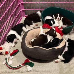 English Springer Spaniel Puppies from RedDoor English Springer Spaniels