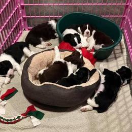 English Springer Spaniel Puppies from RedDoor English Springer Spaniels