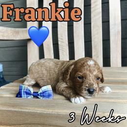 Frankie - Red male Cavapoo puppy in Runaway Bay, Texas from Green Ranch Doodles
