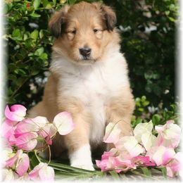Collie Puppies from Sheranda Collies