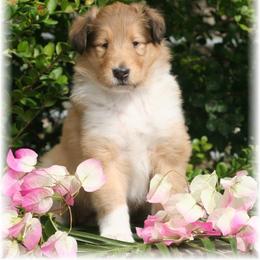 Collie Puppies from Sheranda Collies